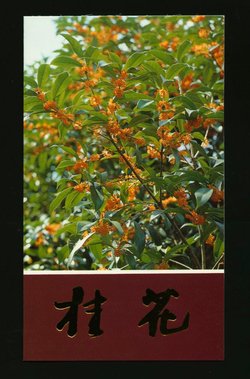 2563-66 PRC 1995-6 in Presentation Folder (2 images)